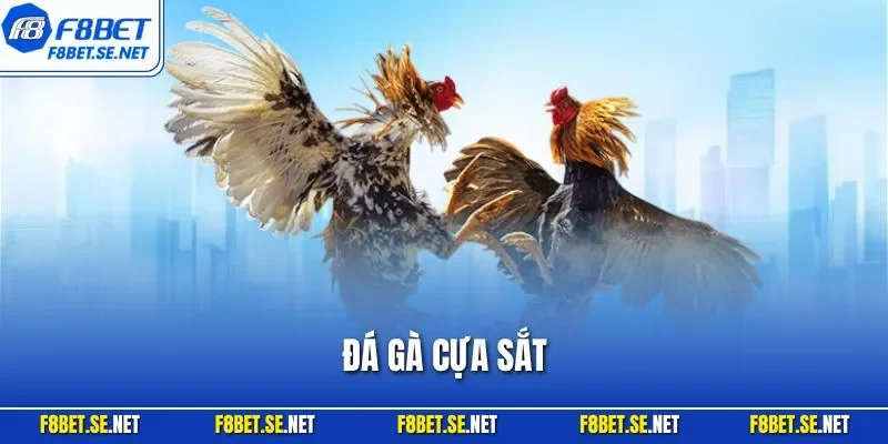 Đá gà cựa sắt